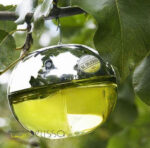 عطر دی کی ان وای بی دلیشز