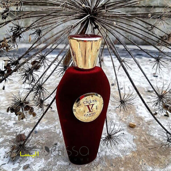 عطر وی کانتو سیکوتا
