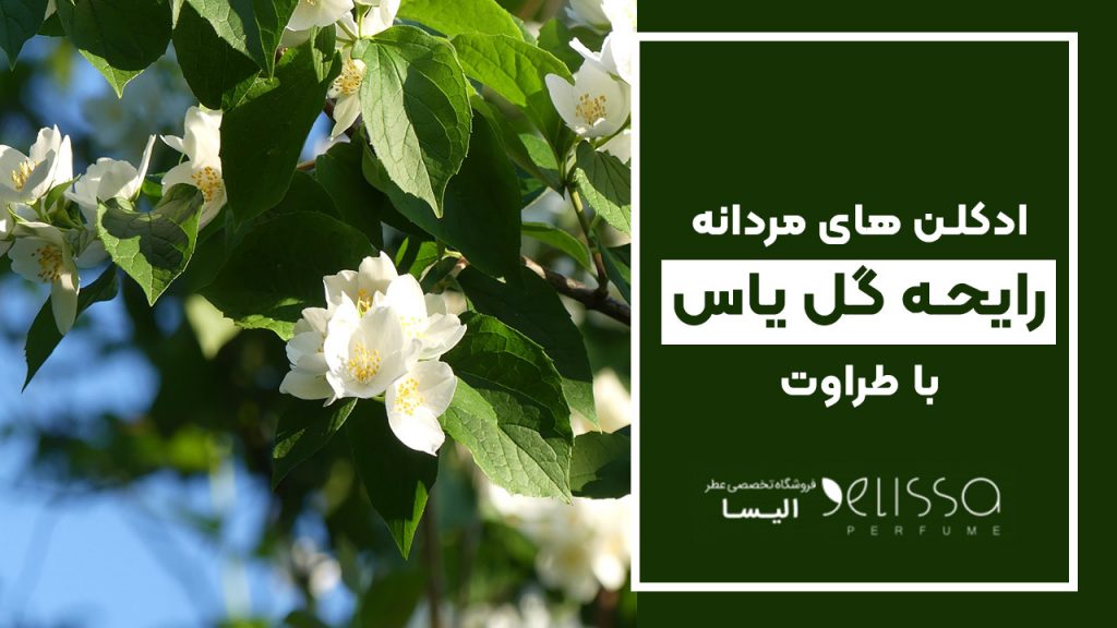 عطر مردانه با رایحه گل یاس